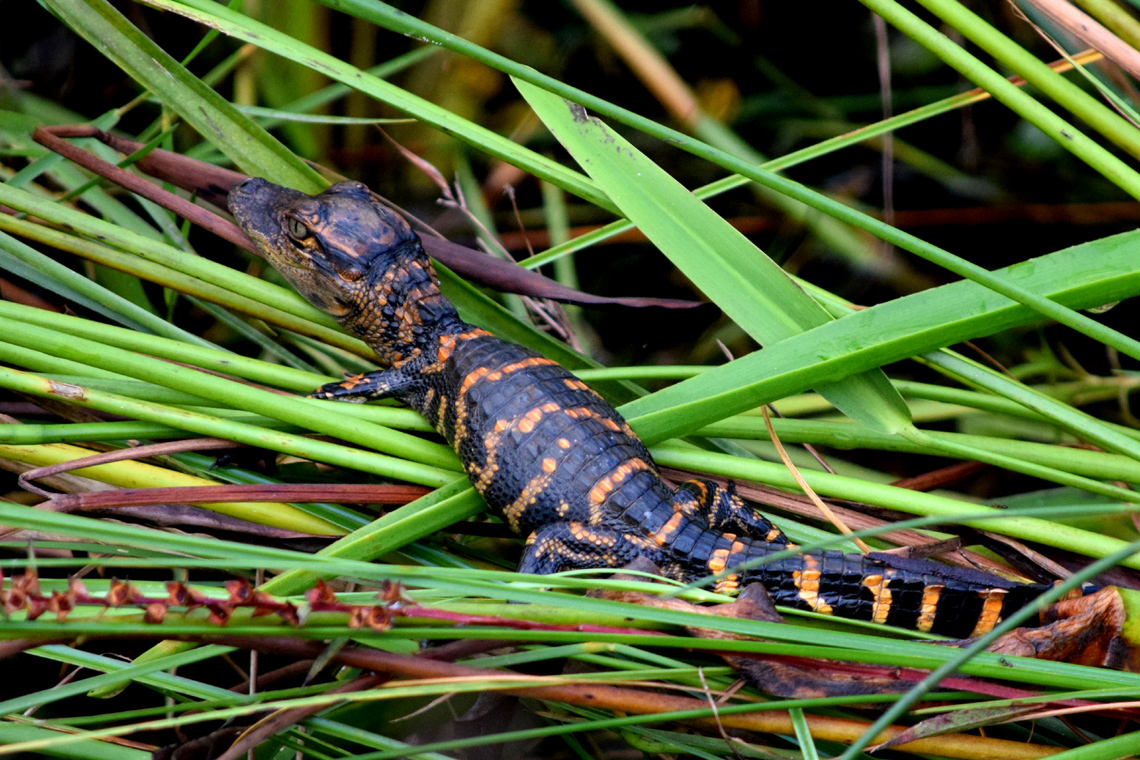 American Alligator