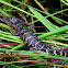 American Alligator