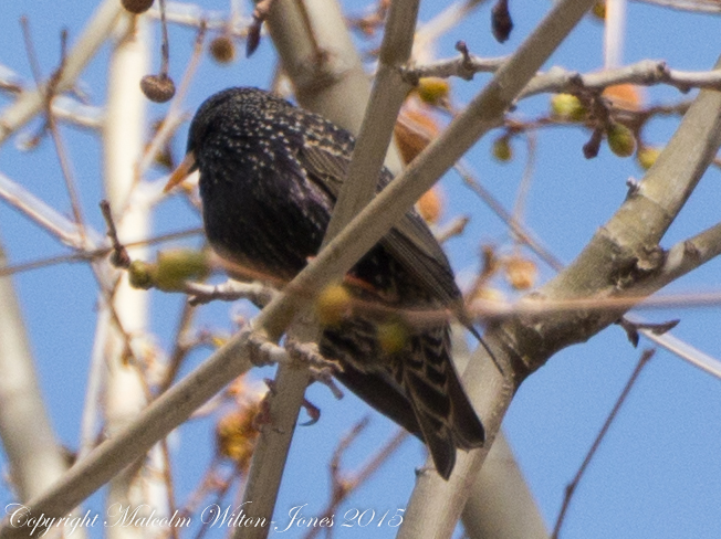 Starling; Estornino Pinto