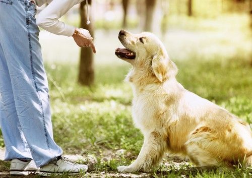 Proceso de entrenamiento al aire libre Golden Retriever