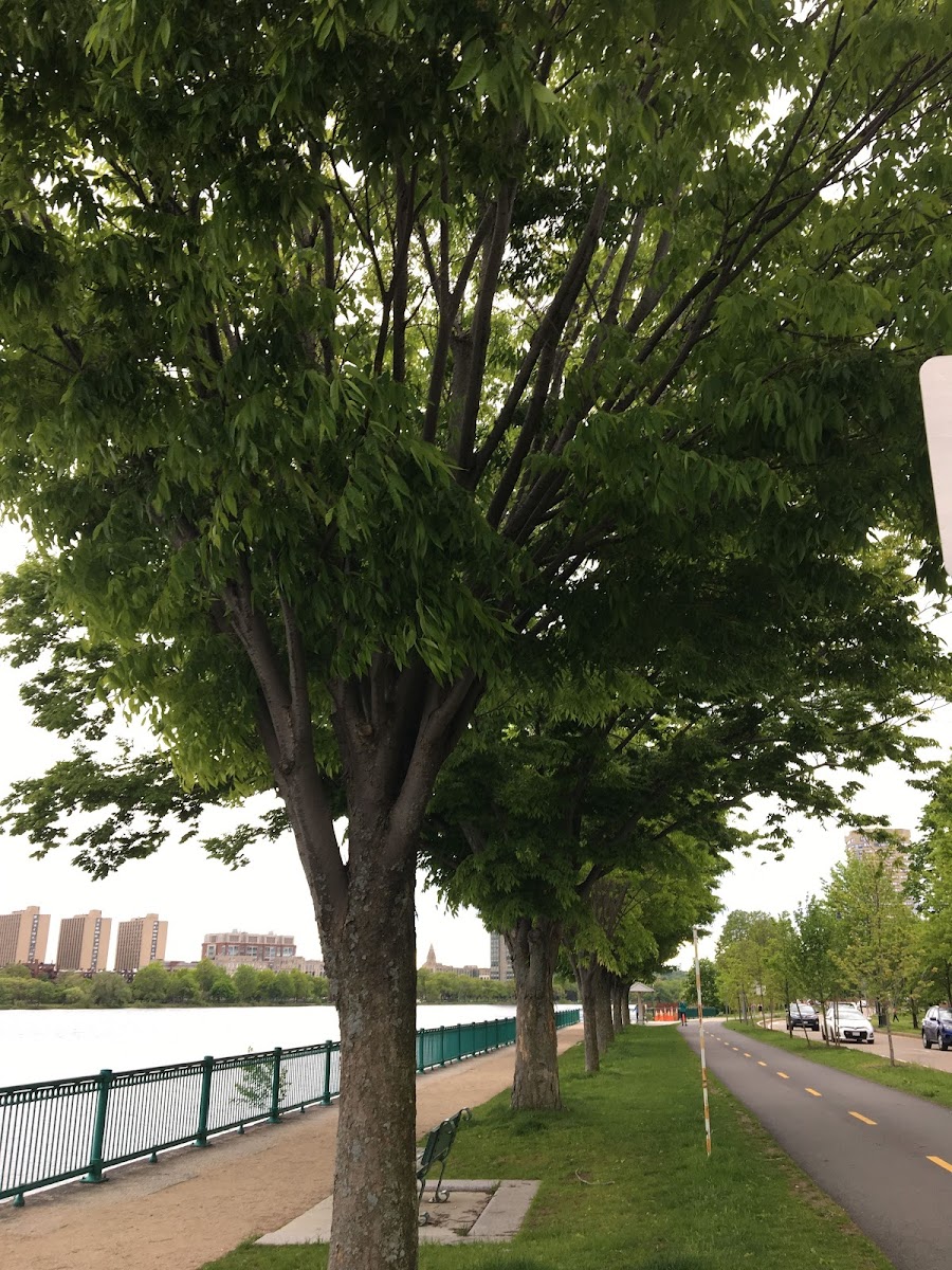 Japanese Zelkova