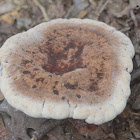 White Chicken Mushroom