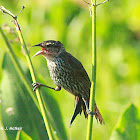 Red-winged Blackbird