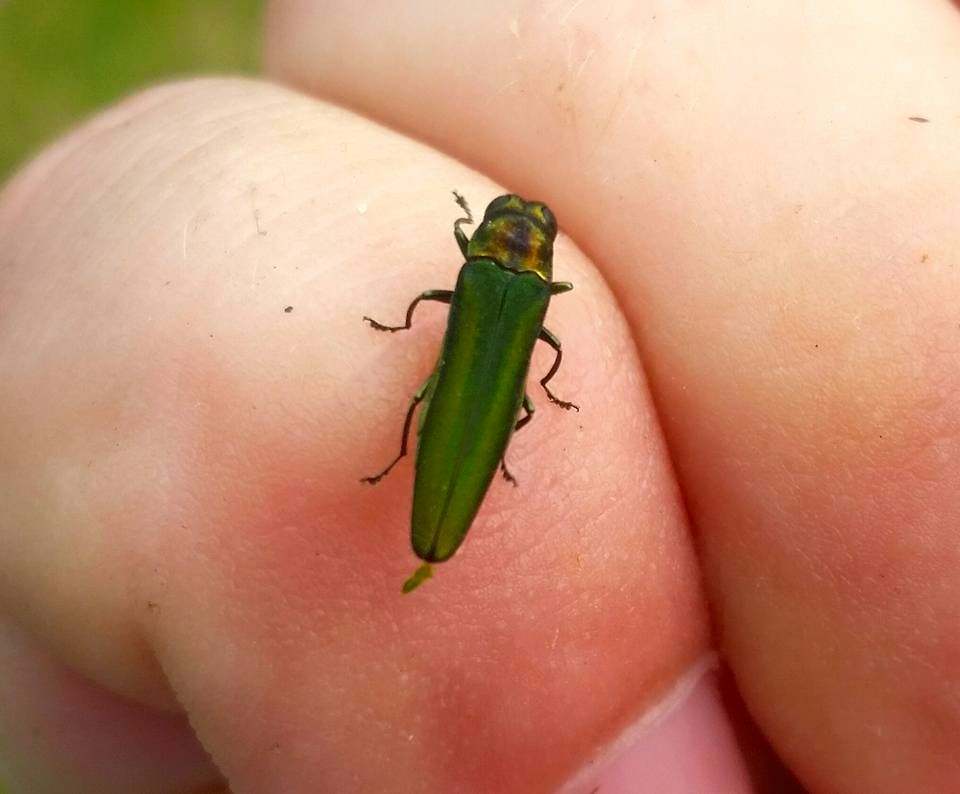 Emerald Ash Borer