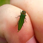 Emerald Ash Borer