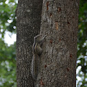 Indian Palm Squirrel