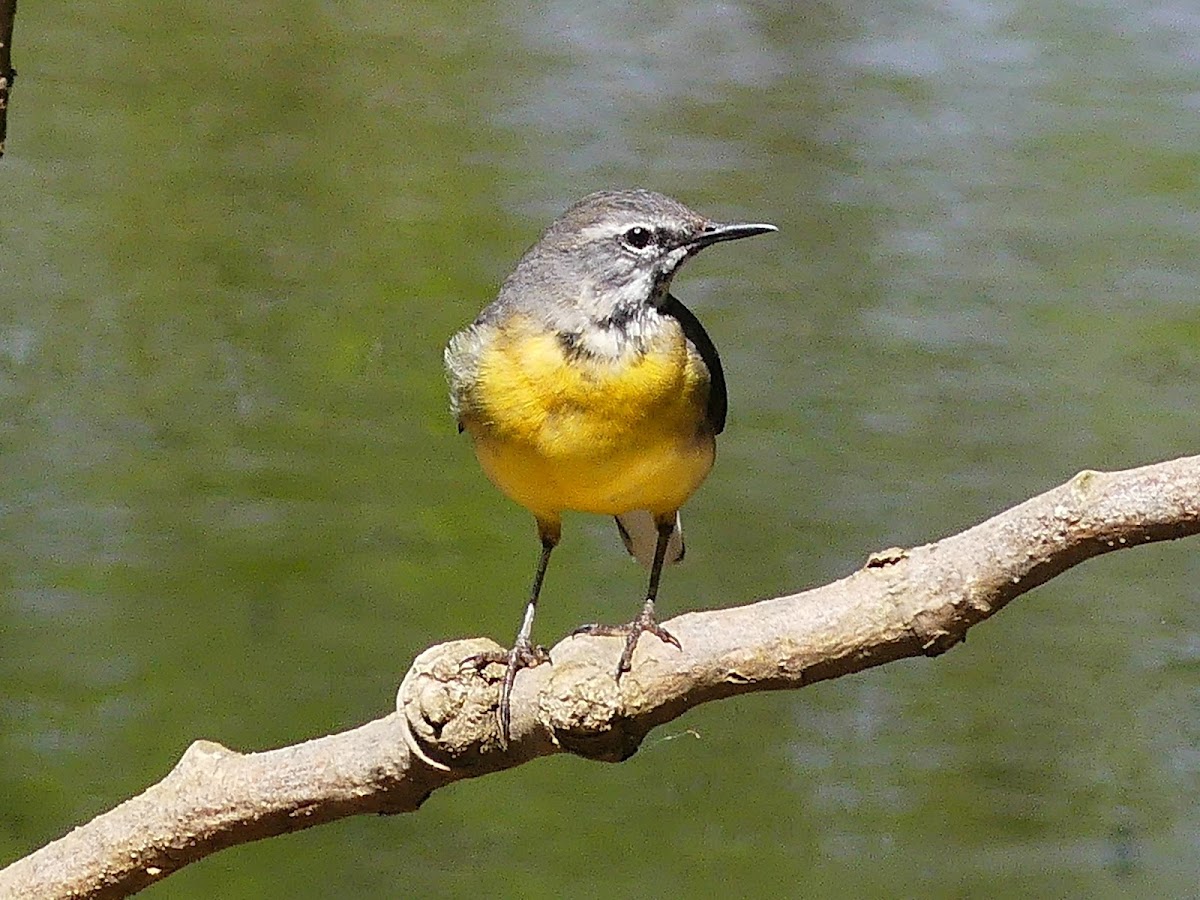 Grey wagtail