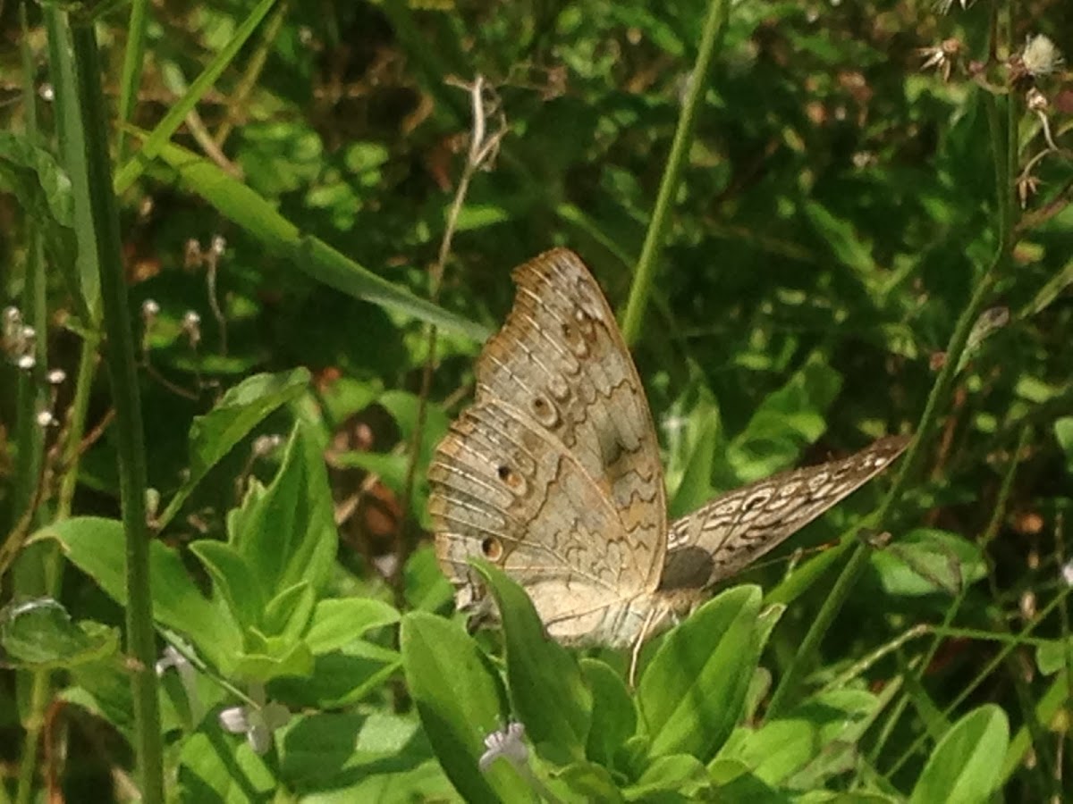 Grey Pansy