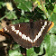 Lorquin's Admiral