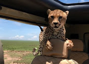 The curious cheetah eventually left the vehicle in order to go hunting.