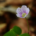 Wood sorrel