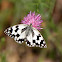 marbled white