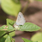 Dark Grass Blue (Male)