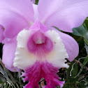 Orchid