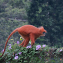 Red Leaf Monkey