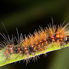 Erebid moth caterpillar