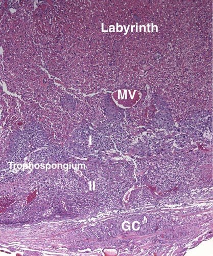 This 18 dpc placental implantation area shows the two layers of the trophospongium