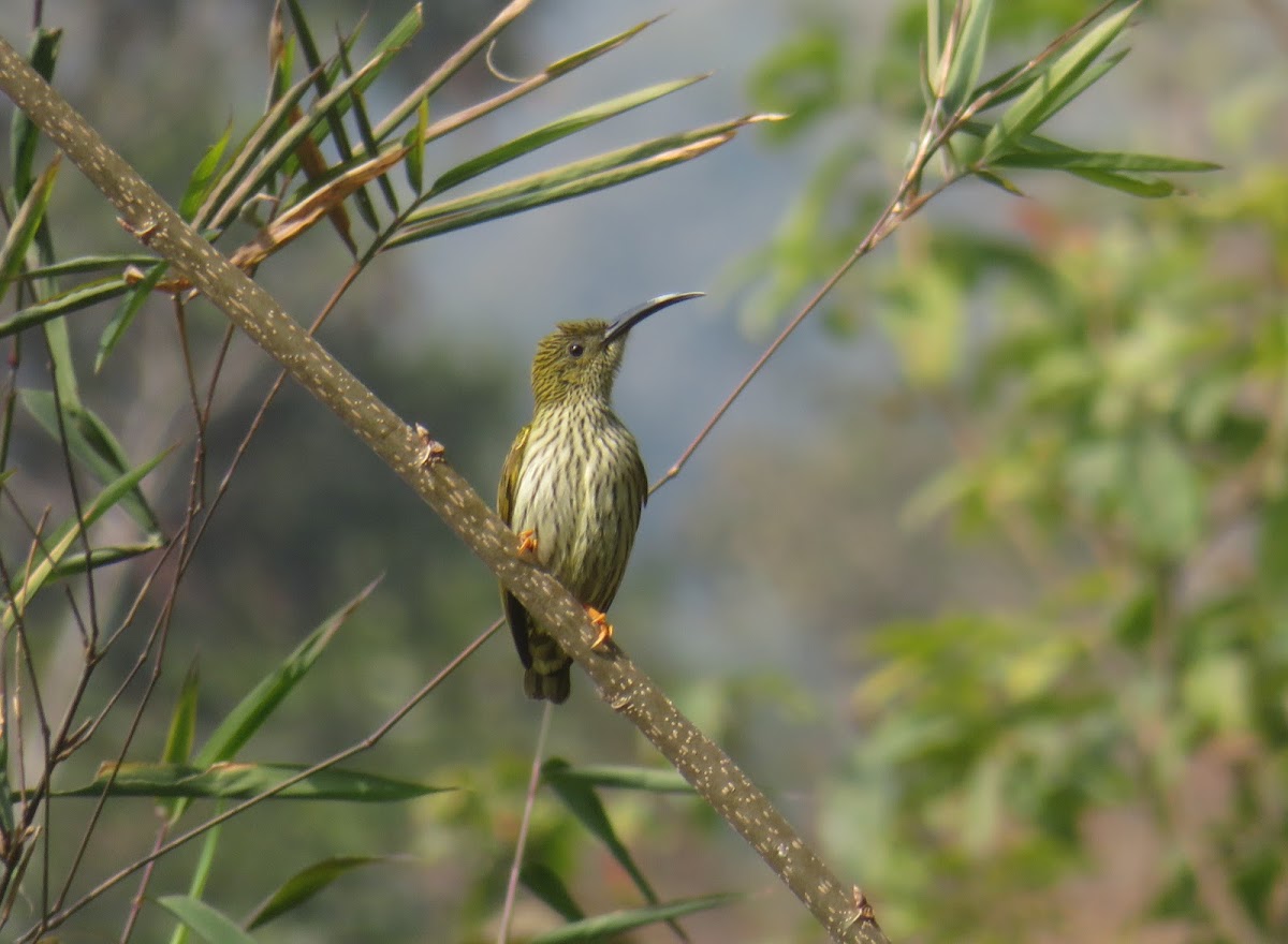 Streaked Spiderhunter