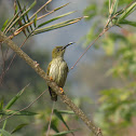 Streaked Spiderhunter