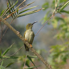 Streaked Spiderhunter