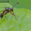 Malaysian stalk-eyed fly.