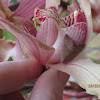 Moth on Orchid