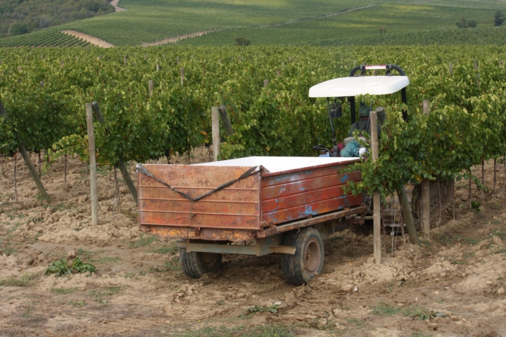 Vendemmia nel Chianti di kraputnyk