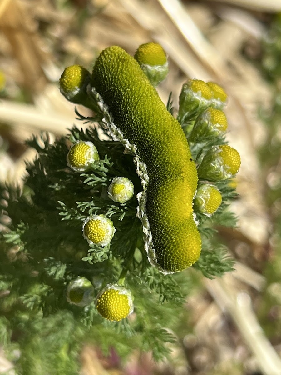 Pineapple-weed