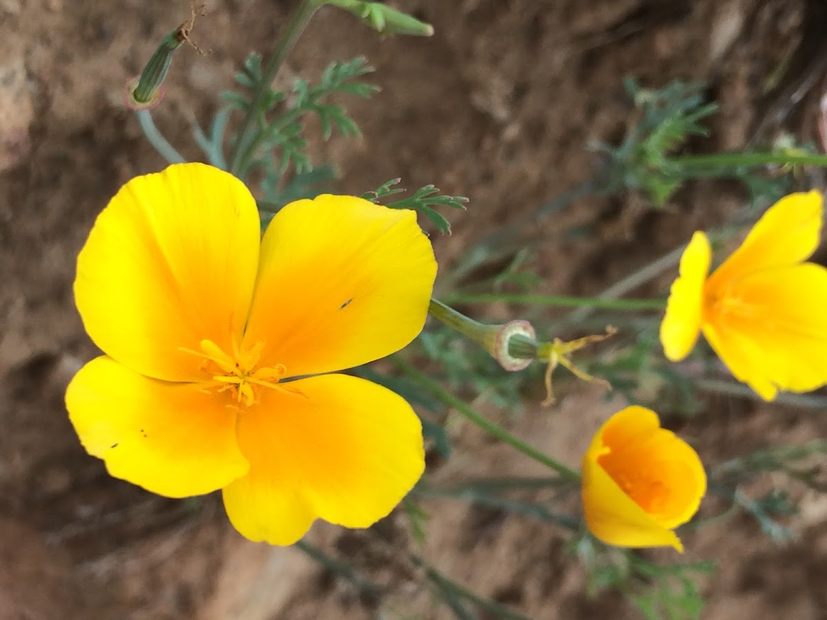 California Poppy