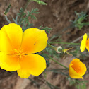 California Poppy