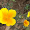 California Poppy