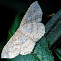 Large Lace-border