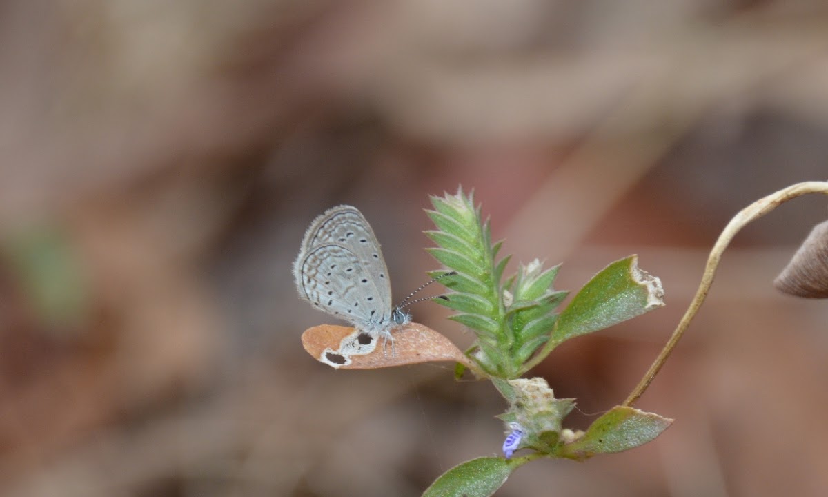 Indian Tiny Grass Blue