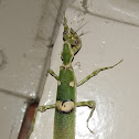 Flower Mantis