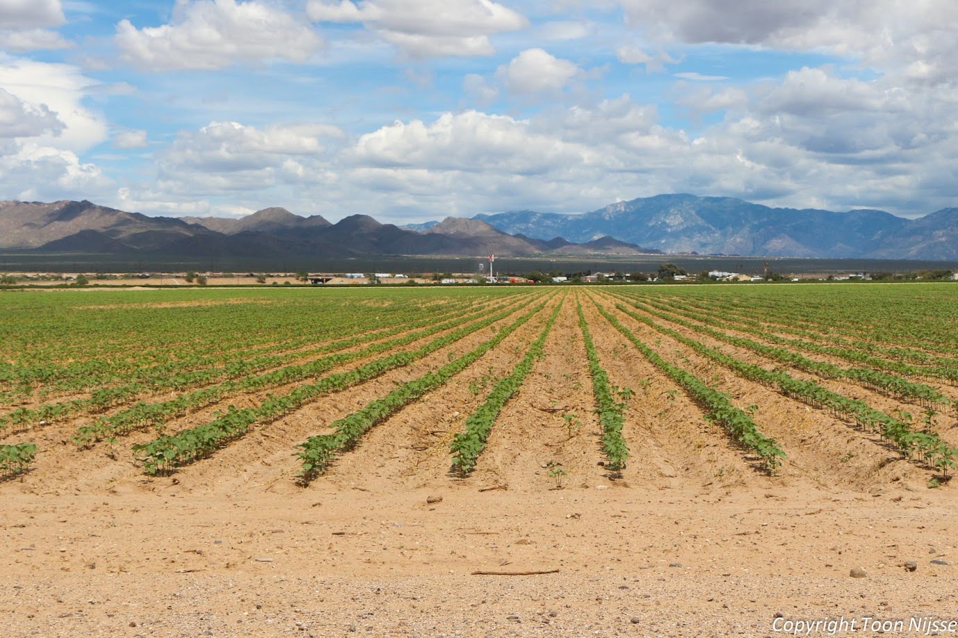 Landbouw in de omgeving van Marana (Az) Alleen mogelijk met irrigatie