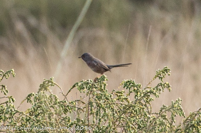 Dartford Warbler; Curruca Rabilarga