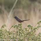 Dartford Warbler; Curruca Rabilarga