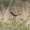 Dartford Warbler; Curruca Rabilarga