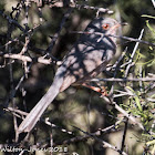 Dartford Warbler; Curruca Rabilarga