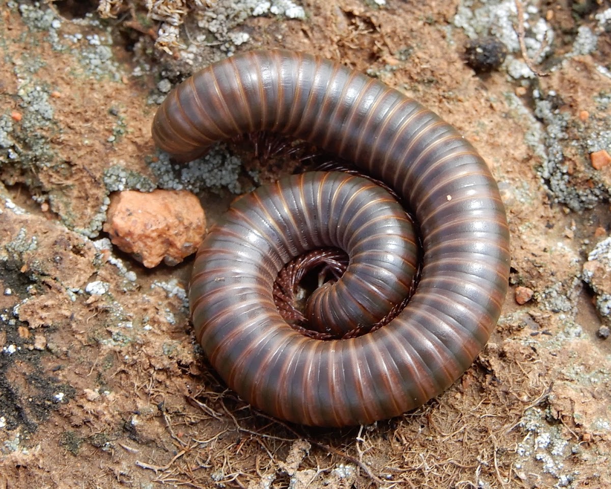 Desert Millipede