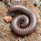 Desert Millipede