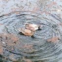 American Wigeon