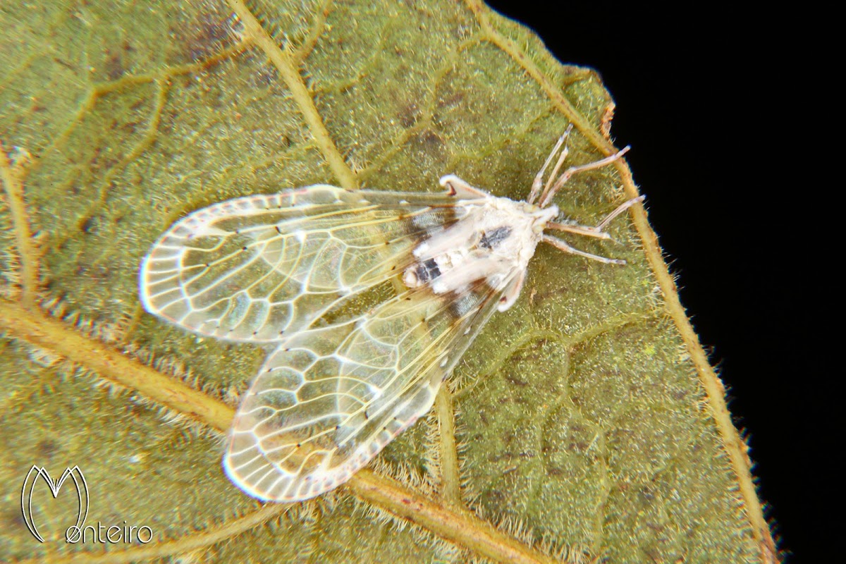 Derbid planthopper