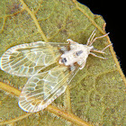 Derbid planthopper