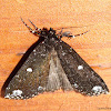 Noctuid Moth