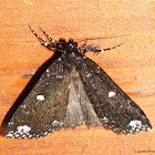 Noctuid Moth