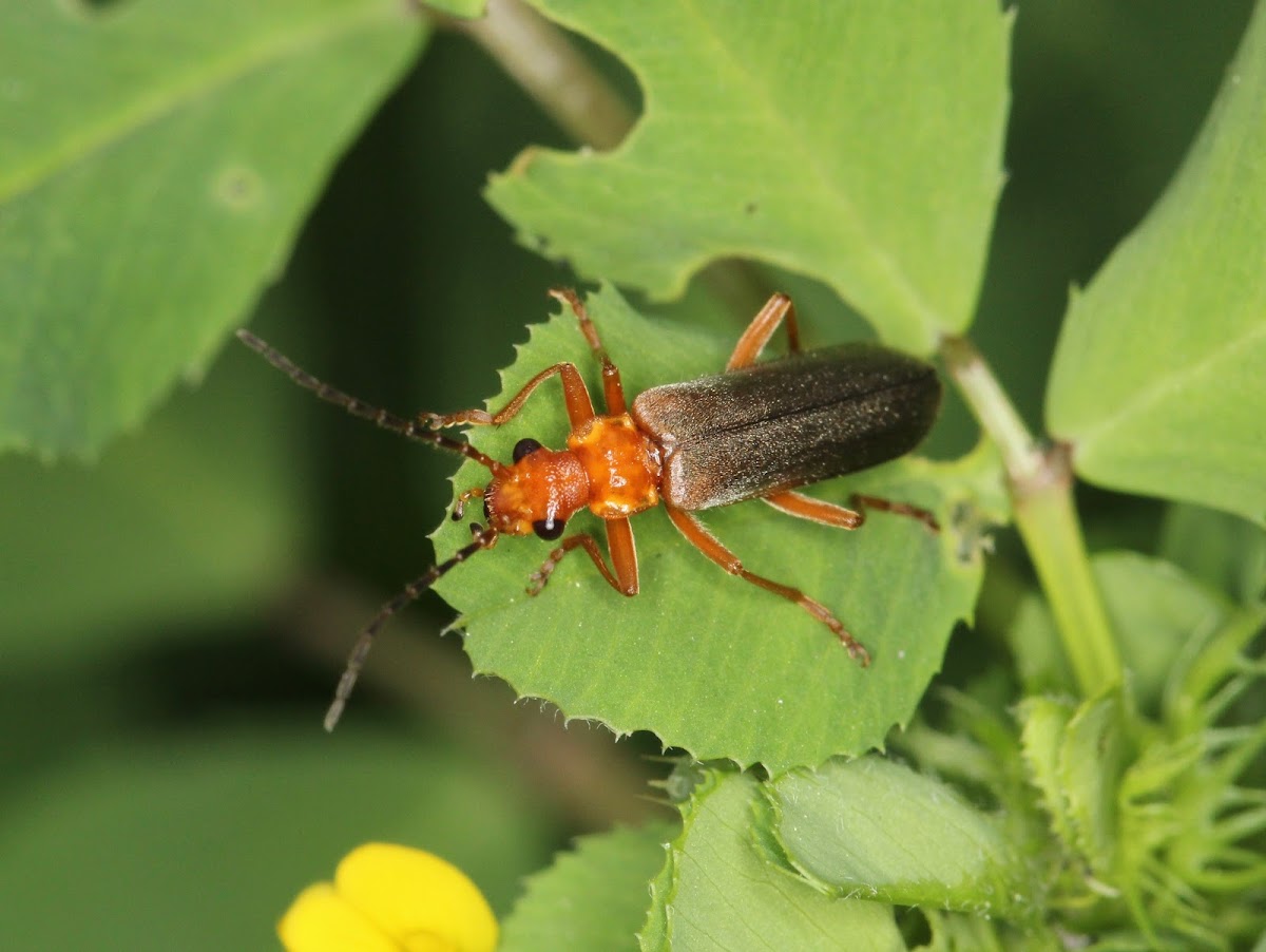 Red Headed Beetle