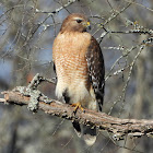 Red-shouldered hawk