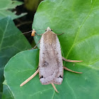 Large yellow underwing