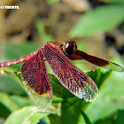 Red Grasshawk